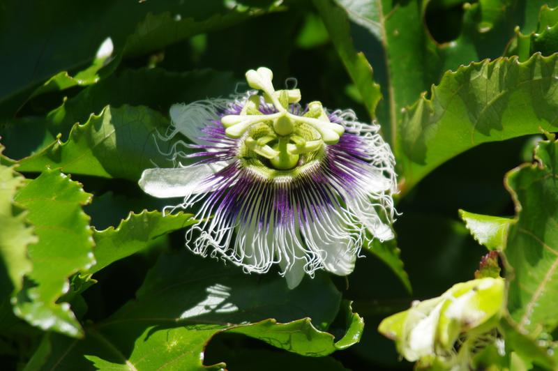 3 Bedroom Property for Sale in Citrusdal Western Cape